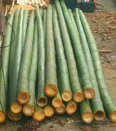 Canne di bambù - bamboo