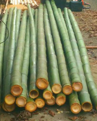 Canne di bambù - bamboo