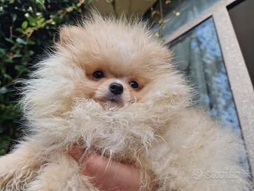 Volpino Pomerania Spitz nano