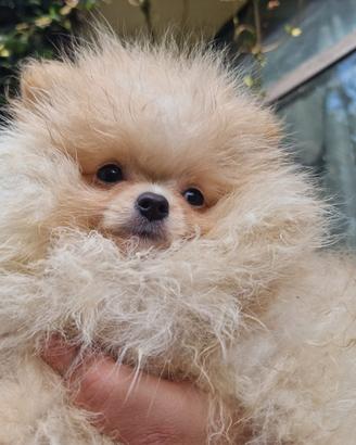 Volpino Pomerania Spitz nano