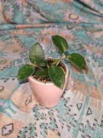 Piantina Hoya Mathilde 