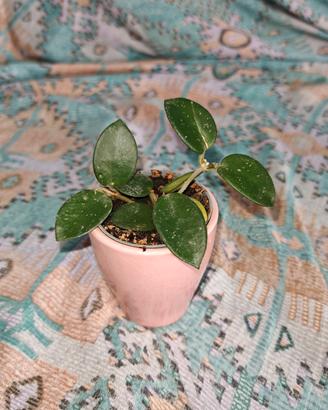 Piantina Hoya Mathilde 