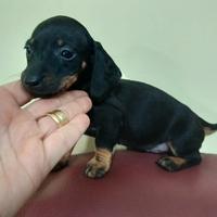 Bassotti kaninchen /nano piccoli