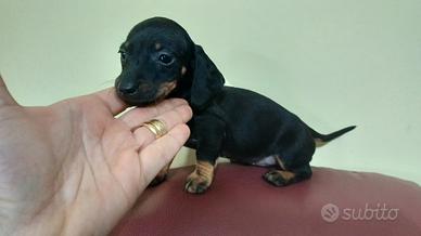 Bassotti kaninchen /nano piccoli maschietti