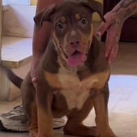 Cucciola american bully xl