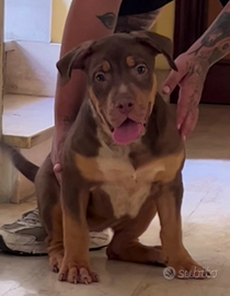 Cucciola american bully xl
