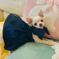 Cucciolo di chihuahua femmina mini con pedigree