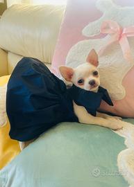 Cucciolo di chihuahua femmina mini con pedigree