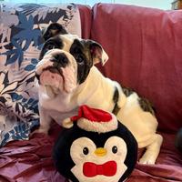 Cucciolo Bulldog Inglese