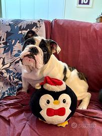 Cucciolo Bulldog Inglese