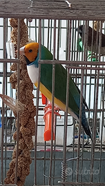 Diamantini del gould