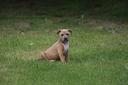 cuccioli-silver-blue-fawn-e-fulvi-di-pit-bull
