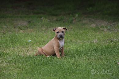Cuccioli Silver, Blue Fawn e Fulvi di Pit Bull