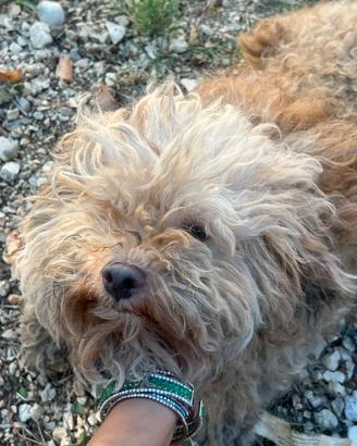 Barboncina adulta crema toy di 6 anni