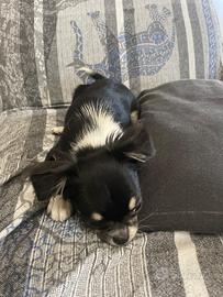 Chihuahua a pelo lungo