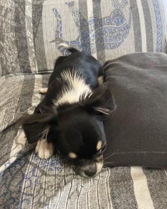 Chihuahua a pelo lungo