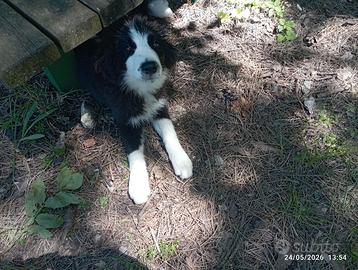 Border collie femmina
