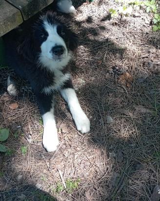 Border collie femmina