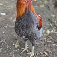 Araucana Frumento