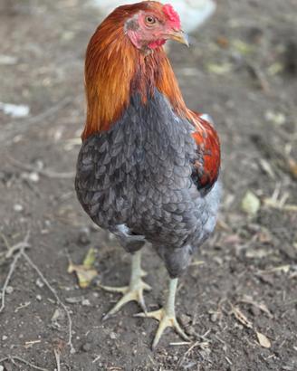 Araucana Frumento