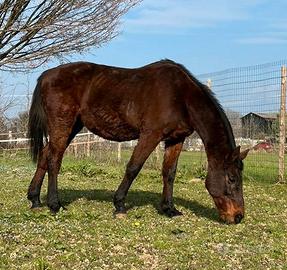 Cavallo adatto a tutti