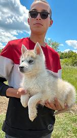 Siberian Husky con pedigree strepitosi