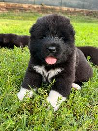 Cuccioli di Akita americano disponibili