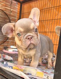 Bulldog francese