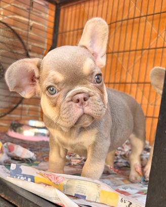Bulldog francese