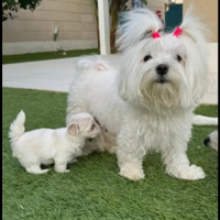 Maltese coreano Toy con mamma pedigree