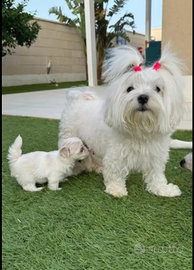 Maltese coreano Toy con mamma pedigree