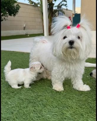 Maltese coreano Toy con mamma pedigree