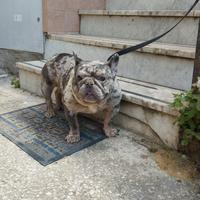 Stallone bulldog francese merle