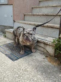 Stallone bulldog francese merle