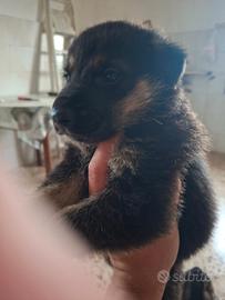 Cani meticci