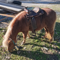 Pony femmina