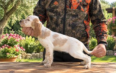 Cuccioli di setter inglese