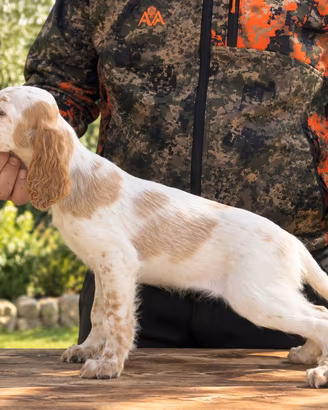 Cuccioli di setter inglese