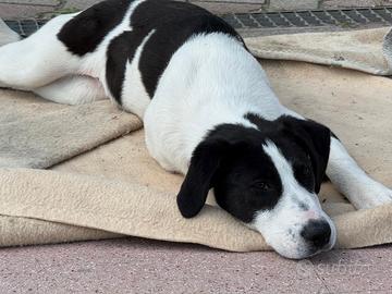 Cucciola taglia grande in adozione