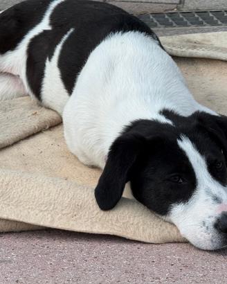 Cucciola taglia grande in adozione