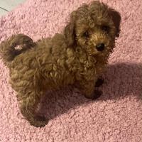 Meravigliosi cuccioli barboncino