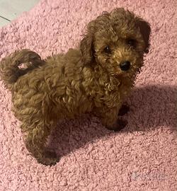 Meravigliosi cuccioli barboncino