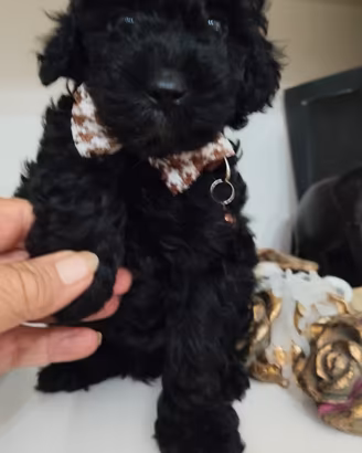 Barboncino Total blek mini