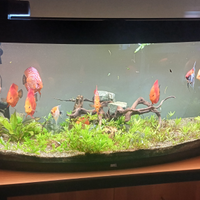 Acquario juwel 260 lt vision acqua dolce completo