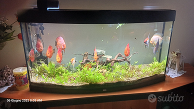 Acquario juwel 260 lt vision acqua dolce completo