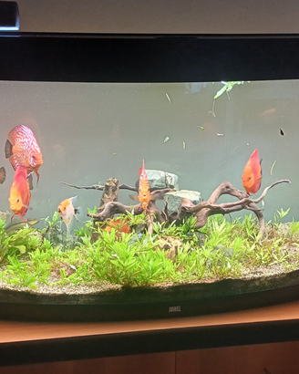 Acquario juwel 260 lt vision acqua dolce completo