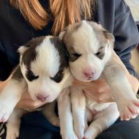 Cuccioli Siberian Husky