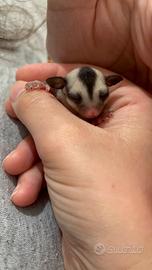 Petauro dello Zucchero Baby