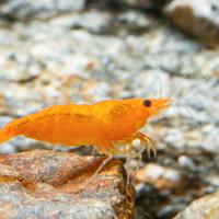 Caridine e neocaridine lumache e pesci