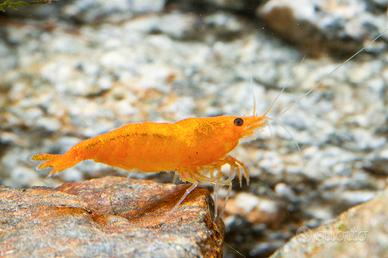 Caridine e neocaridine lumache e pesci